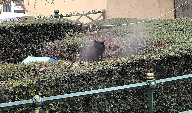Jeotermal suyunun buharıyla ısınan kedi