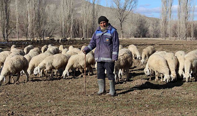 Kar yağmayınca küçükbaş hayvanlar meralarda otlamaya devam etti
