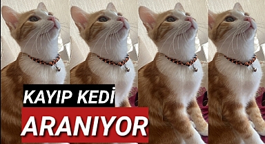 Kayıp Kedi Aranıyor