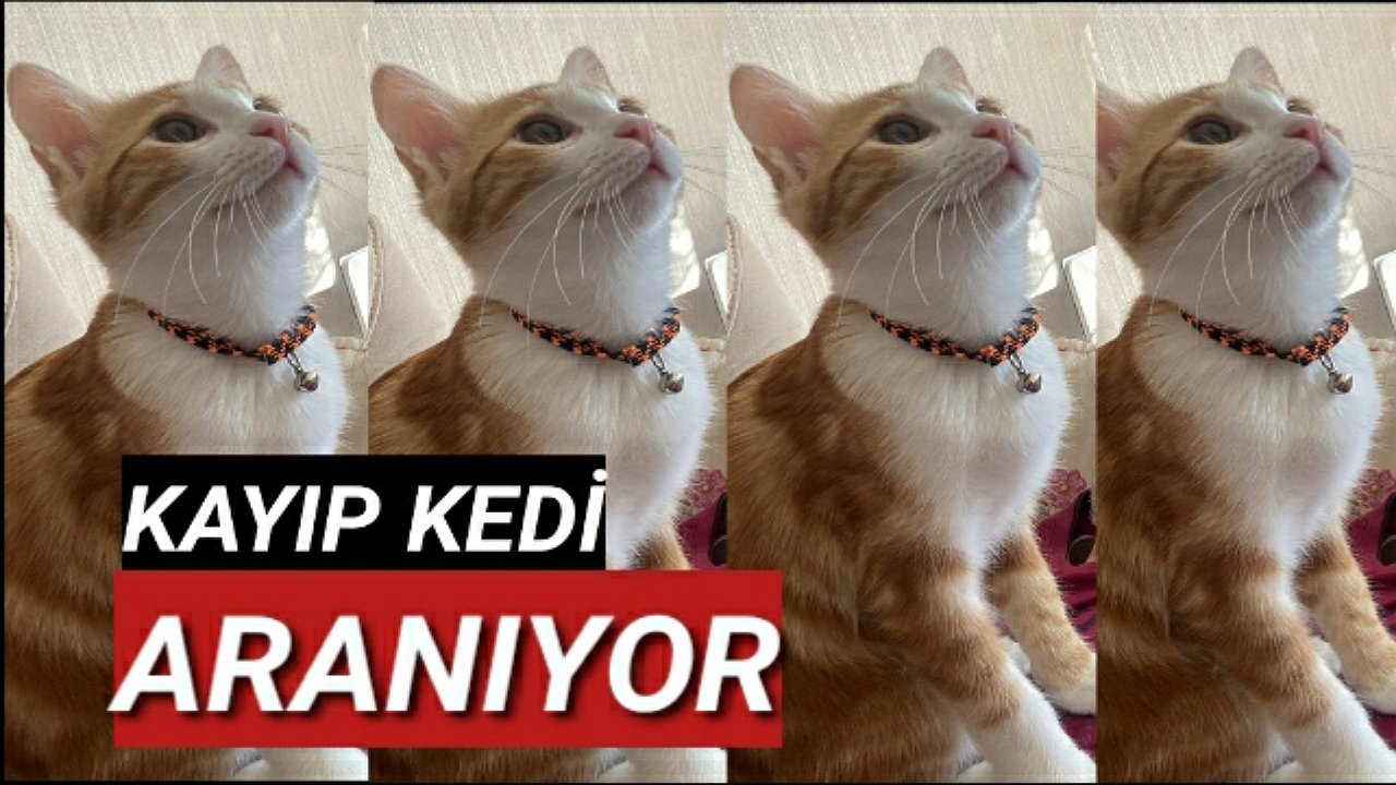 Kayıp Kedi Aranıyor