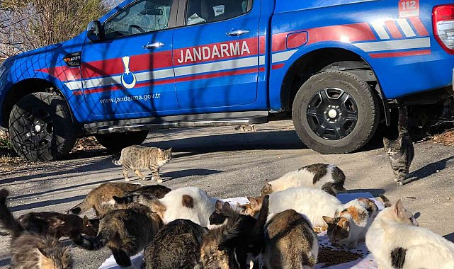 Kedi besleyen kadına jandarmadan mama desteği