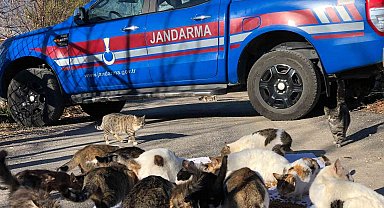 Kedi besleyen kadına jandarmadan mama desteği