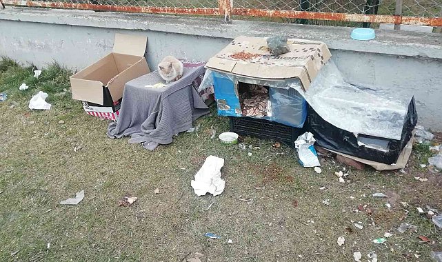 Kediler üşümesin diye kartondan evler yaptılar
