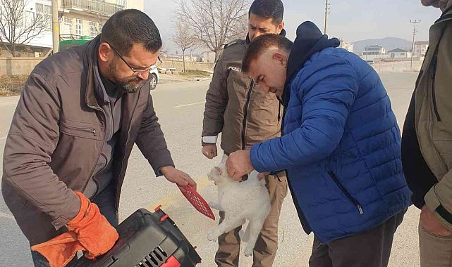 Kedinin imdadına HAYDİ ekipleri yetişti