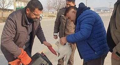 Kedinin imdadına HAYDİ ekipleri yetişti