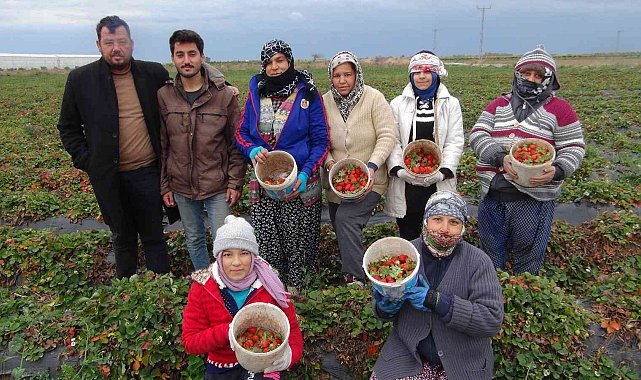 Mersin'de kış ortasında açıkta çilek hasadı yapıldı