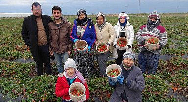 Mersin'de kış ortasında açıkta çilek hasadı yapıldı