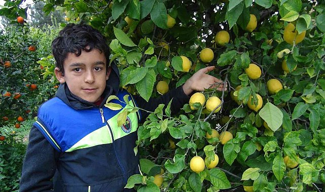 Mersin'de limon hasadı sürüyor