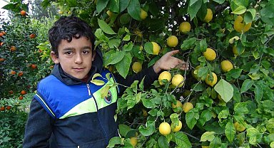 Mersin'de limon hasadı sürüyor