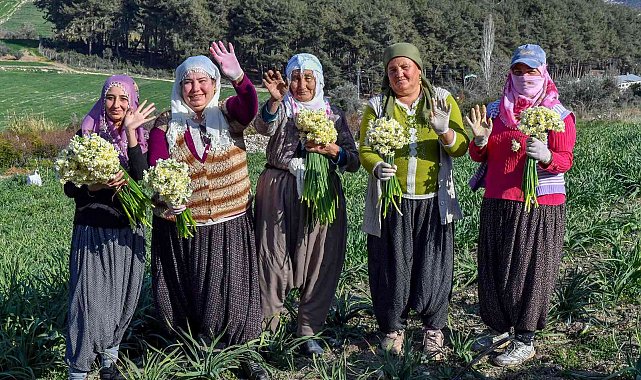 Mersin'de Nergis Festivali düzenlenecek
