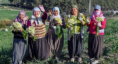 Mersin'de Nergis Festivali düzenlenecek