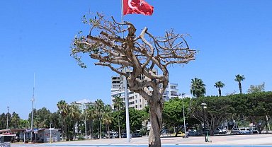 Mersin'deki ağaç kurutulması davasında karar çıktı