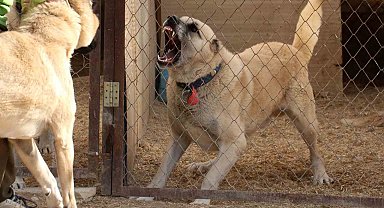 O iddialara uzmanından yanıt: "Kanlı canlı beslenen kangallar daha vahşi ve hareketli"