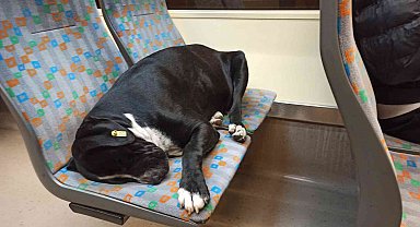 Sıcak tramvayda uyuyan köpek