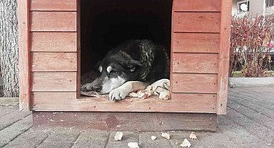 Soğuk havada sokak hayvanları kulübelere çekildi