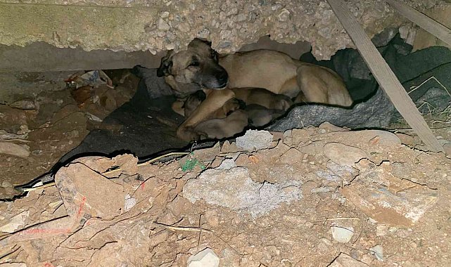 Soğukta yedi yavrusuyla kaldırım kenarına sığındı, yardımına belediye ekipleri koştu