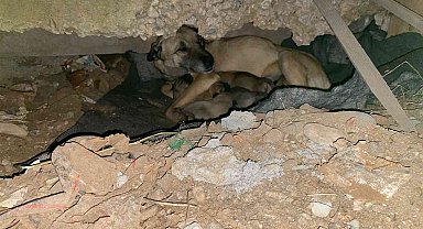 Soğukta yedi yavrusuyla kaldırım kenarına sığındı, yardımına belediye ekipleri koştu