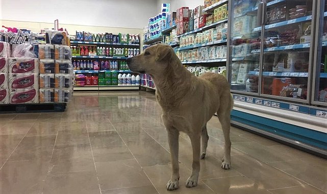 Soğuktan kaçarken markettekilerin ilgi odağı oldu