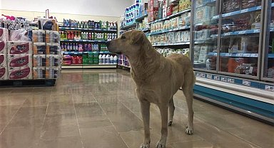 Soğuktan kaçarken markettekilerin ilgi odağı oldu