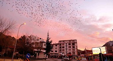 Tablo gibi gökyüzüne sığırcık sürüsünden fırça darbeleri