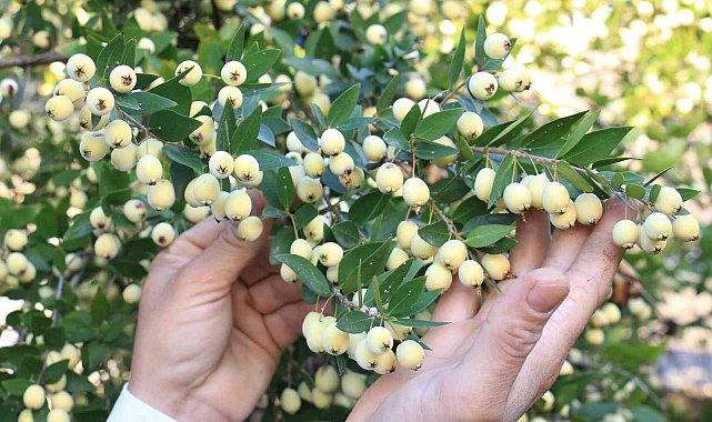 Tam bir şifa deposu: Bir ağacı 200 kiloya kadar ürün veriyor