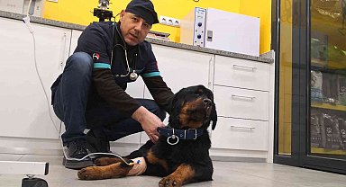 Türkiye'de 13 milyon civarında kedi ve köpek, 200'ün üzerinde bulaşıcı hastalık var