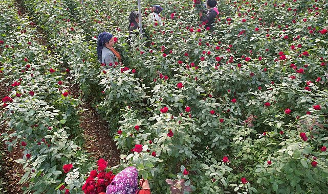 Türkiye'nin kış gülü Mersin'den: Üreticiler şimdi de ihracata hazırlanıyor