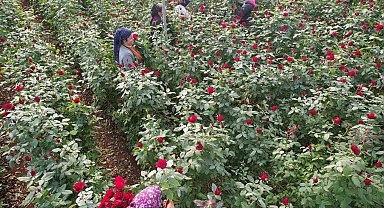 Türkiye'nin kış gülü Mersin'den: Üreticiler şimdi de ihracata hazırlanıyor