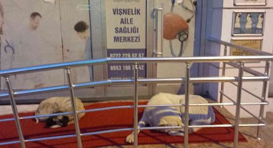 Vişnelik Aile Sağlığı Merkezi önünde sevimli köpekler geceleri nöbet bekliyor