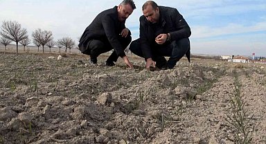 Yağışların yüzde 50 azaldığı Aksaray'da kuraklık çanları çalıyor