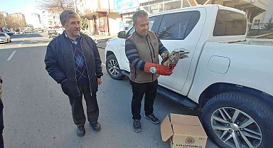 Yaralı baykuş tedavi altına alındı