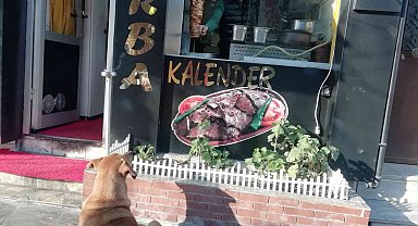 Yemek bekleyen sokak köpeğini geri çevirmediler
