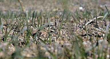 Yozgat'ta beklenen yağışların gelmemesi hububat üreticisini endişelendirirken, uzmanlara göre ciddi bir tehlike yok