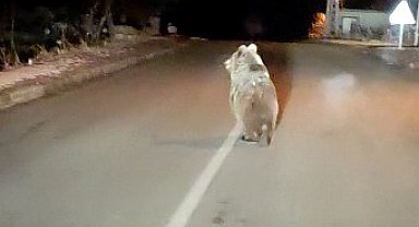 Yozgat'ta boz ayı yola indi