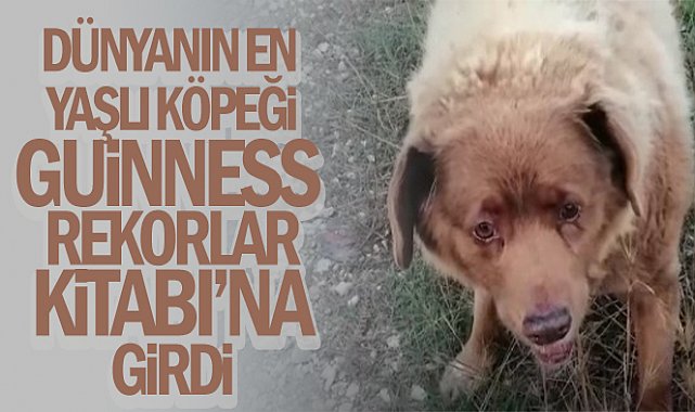 Dünyanın en yaşlı köpeği Guinness Rekorlar Kitabı'na girdi