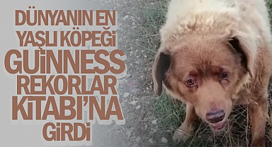Dünyanın en yaşlı köpeği Guinness Rekorlar Kitabı'na girdi