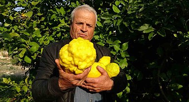 1 kiloyu geçen sıra dışı büyüklükte bergamot yetiştirdi