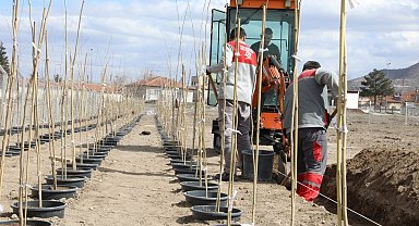 4 bin 500 Adet çınar fidanı Melikgazi'ye ağaç olacak