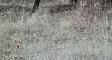 Aç kalan ayı köy yakınına kadar indi