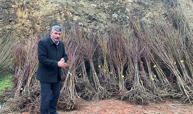 Akdağmadeni'nde maliyetine meyve fidanı satışı başladı