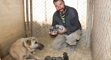 Anadolu'nun minik aslanları ilkbaharla gözlerini açtı: İsimleri Deprem, Acı, Hüzün ve Can oldu