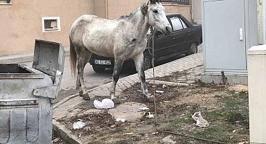 Başıboş gezen atlar yine cadde ve sokaklarda