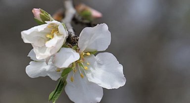 Cemre toprağa düştü