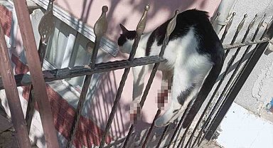 Demir parmaklıklara sıkışan kediyi itfaiye kurtardı