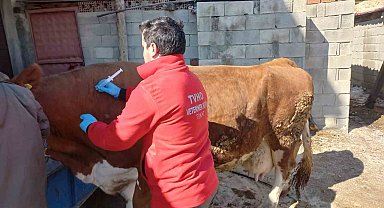 Depremde hayvanların da yaraları sarıldı