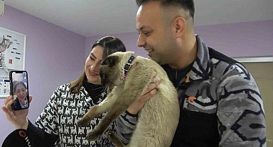 Depremde kaybolmuştu, mikroçip sayesinde 'Paşa'nın sahibi bulundu