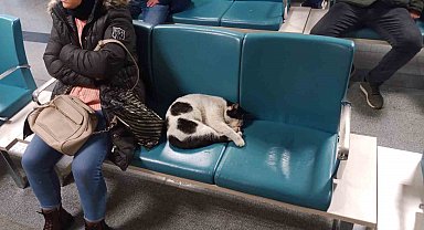 Dışarıda üşüyen kedi ısınmak için hastaneye sığındı