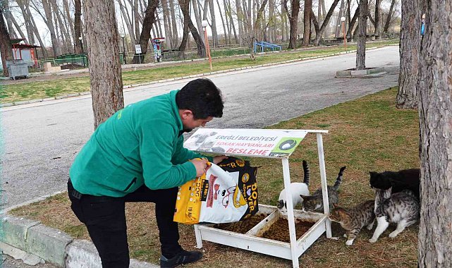 Ereğli Belediyesi sokak hayvanlarına sahip çıkıyor