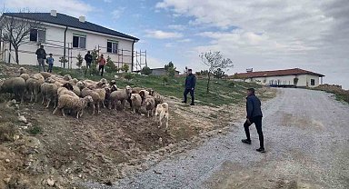 Eskişehir'de 33 küçükbaş hayvan dron desteğiyle bulundu