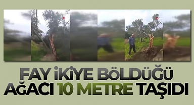 Fay ikiye böldüğü ağacı 10 metre taşıdı